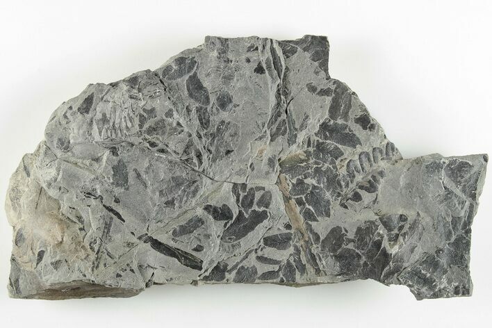 5.9" Pennsylvanian Fossil Fern (Neuropteris) Plate - Kentucky